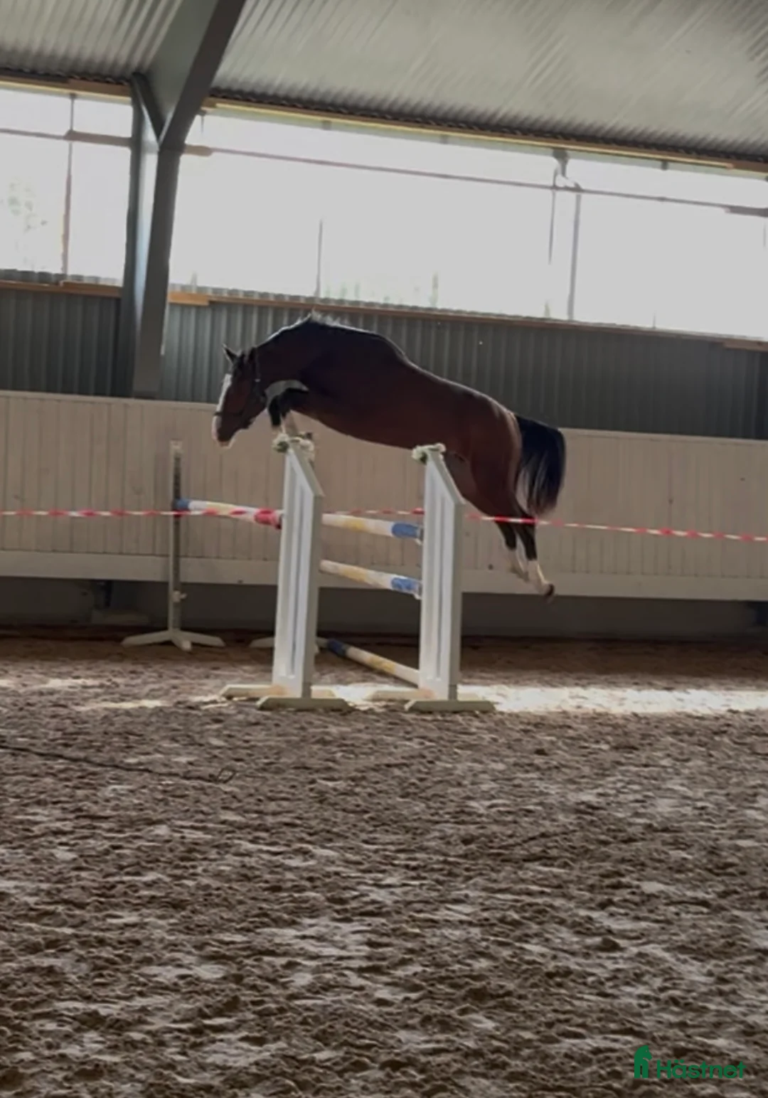 Hoppning hästar till salu: Fantastisk unghäst! i Sölvesborg - Annons 2