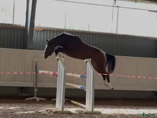 hästar Fantastisk unghäst! i Sölvesborg - Annons 11