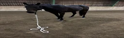  hästservice finnes: Horsemanship, lastträning, problemlösning mm.  - Annons 3