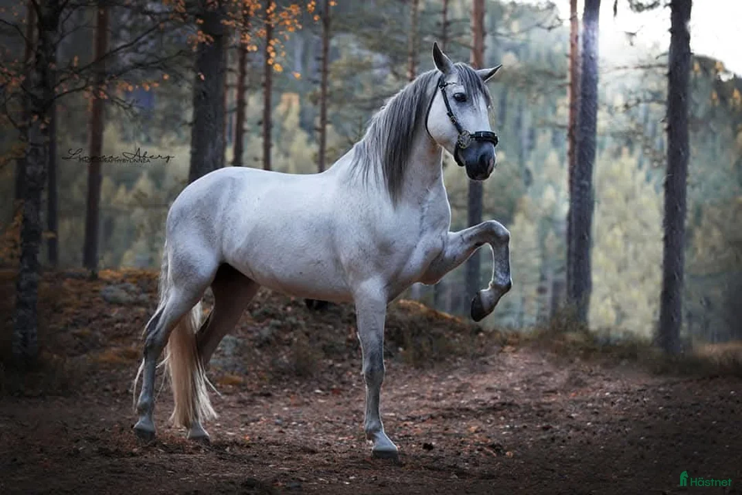 Allround hästar till salu: Fantastisk PRE säljs till rutinerad ryttare - Annons 4