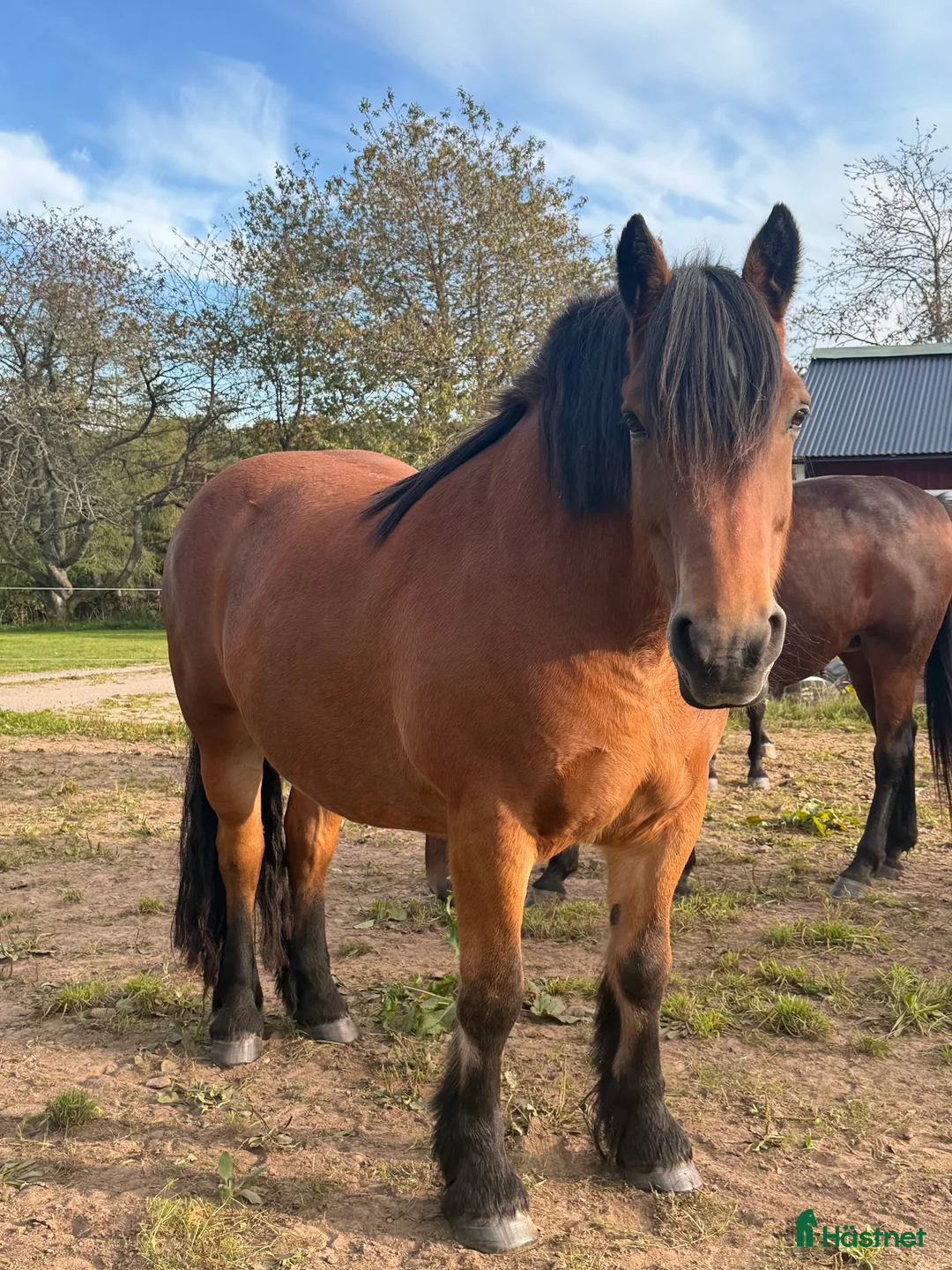 Allround hästar till salu: Världens snällaste skogsmulle / tanthäst i Hörja - Annons 13