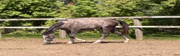Hoppning hästar till salu: Future top horse with good pedigree - Annons 2