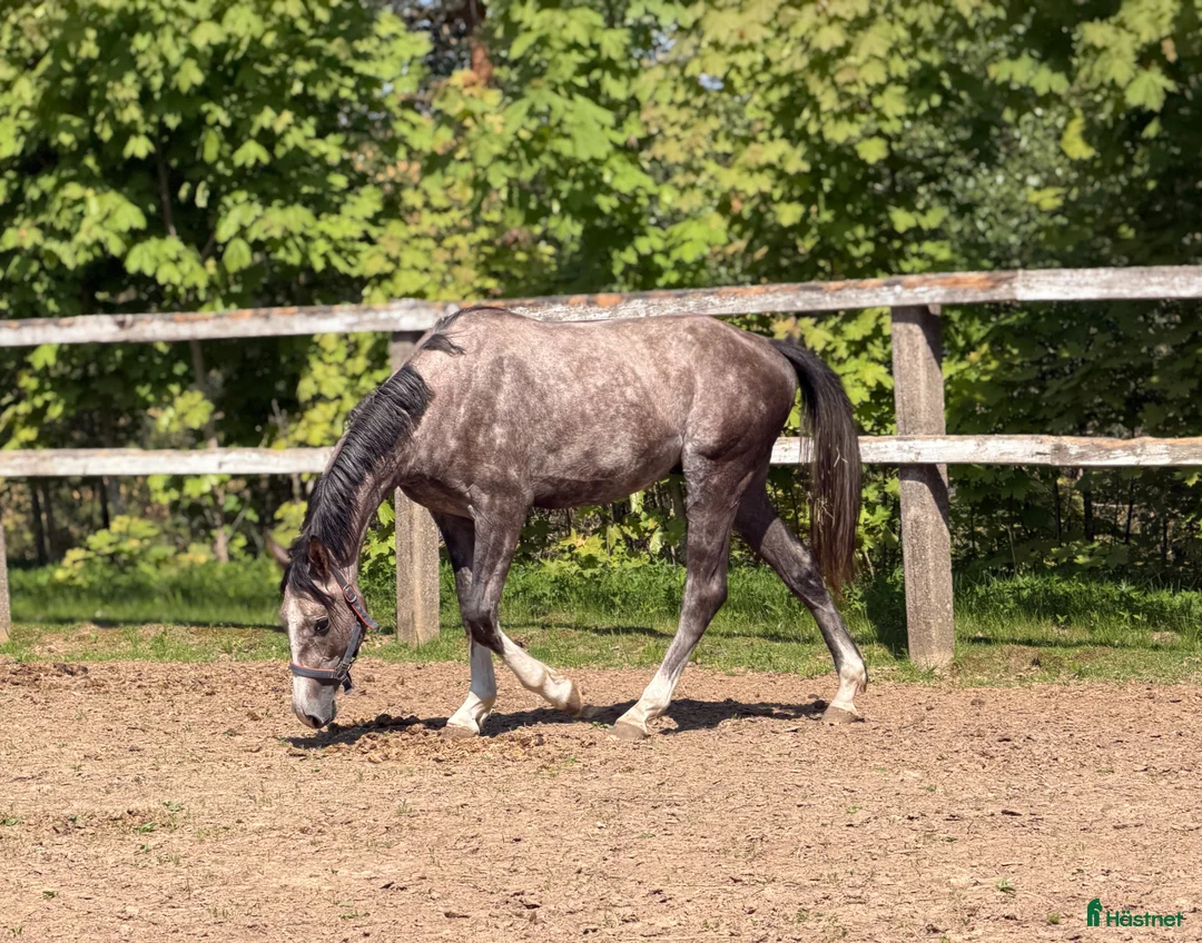 Hoppning hästar till salu: Future top horse with good pedigree - Annons 2
