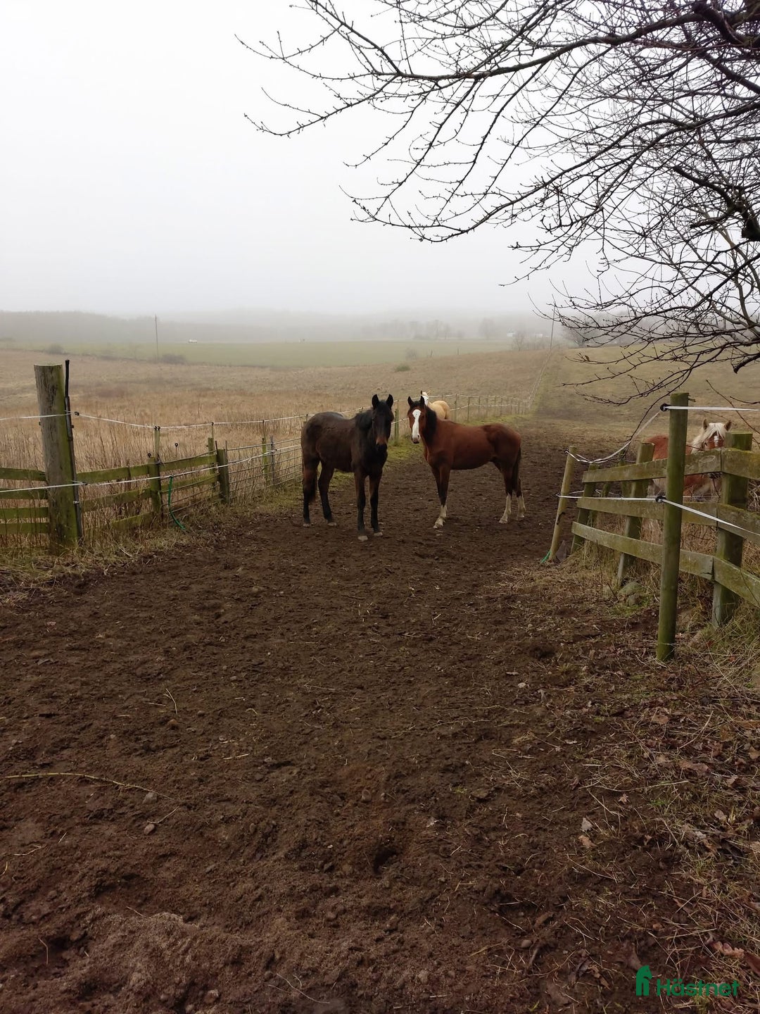  stallplats finnes: Lösdrift unghingstar/valacker i Degeberga - Annons 4