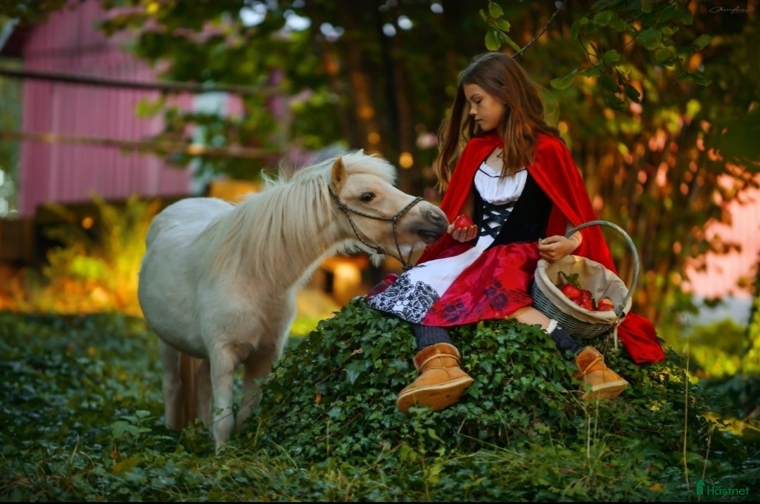  hästar Amerikanskt Miniatyr Sto  i Långås - Annons 7