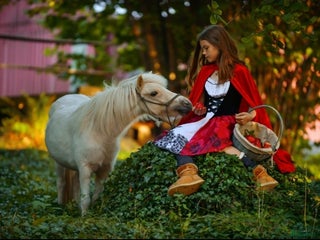 hästar Amerikanskt Miniatyr Sto i Långås - Annons 1