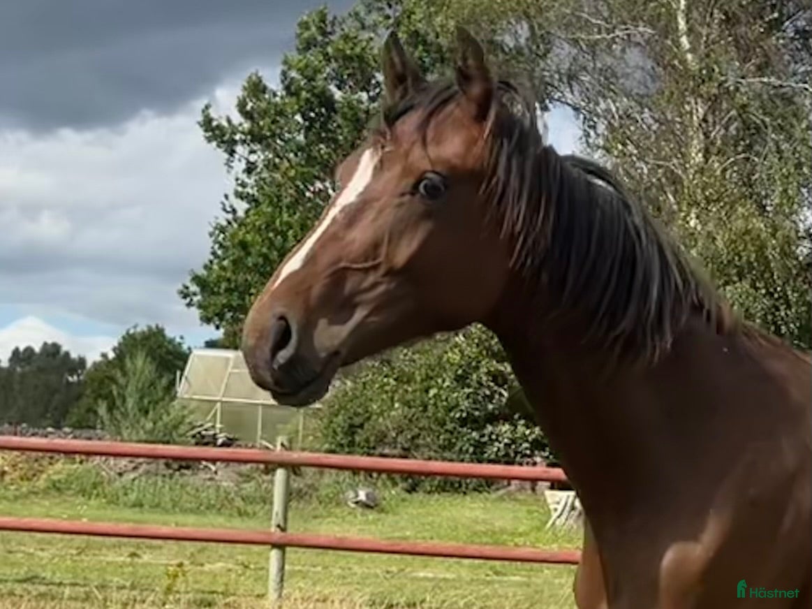  hästar Sto e: For Romance I! i Hörby - Annons 16