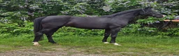 Allround hästar till salu: 🐎 Svart 5-årigt kvalitetssto med fint temperament - Annons 6