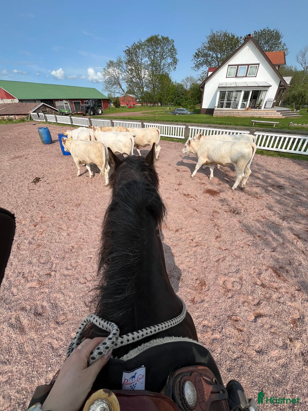 Western hästar sökes: Quarter/paint sökes i Geta - Annons 2