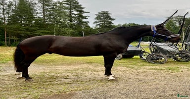  hästar i Örnsköldsvik - Annons 15