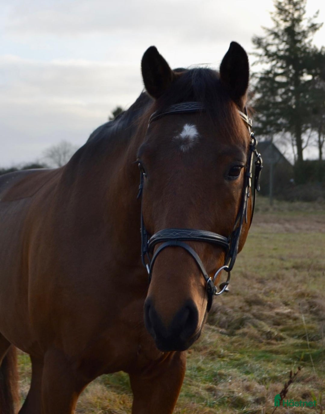 Allround hästar till salu: VÄRLDENS SNÄLLASTE UNGHÄST  i Ekeby - Annons 3