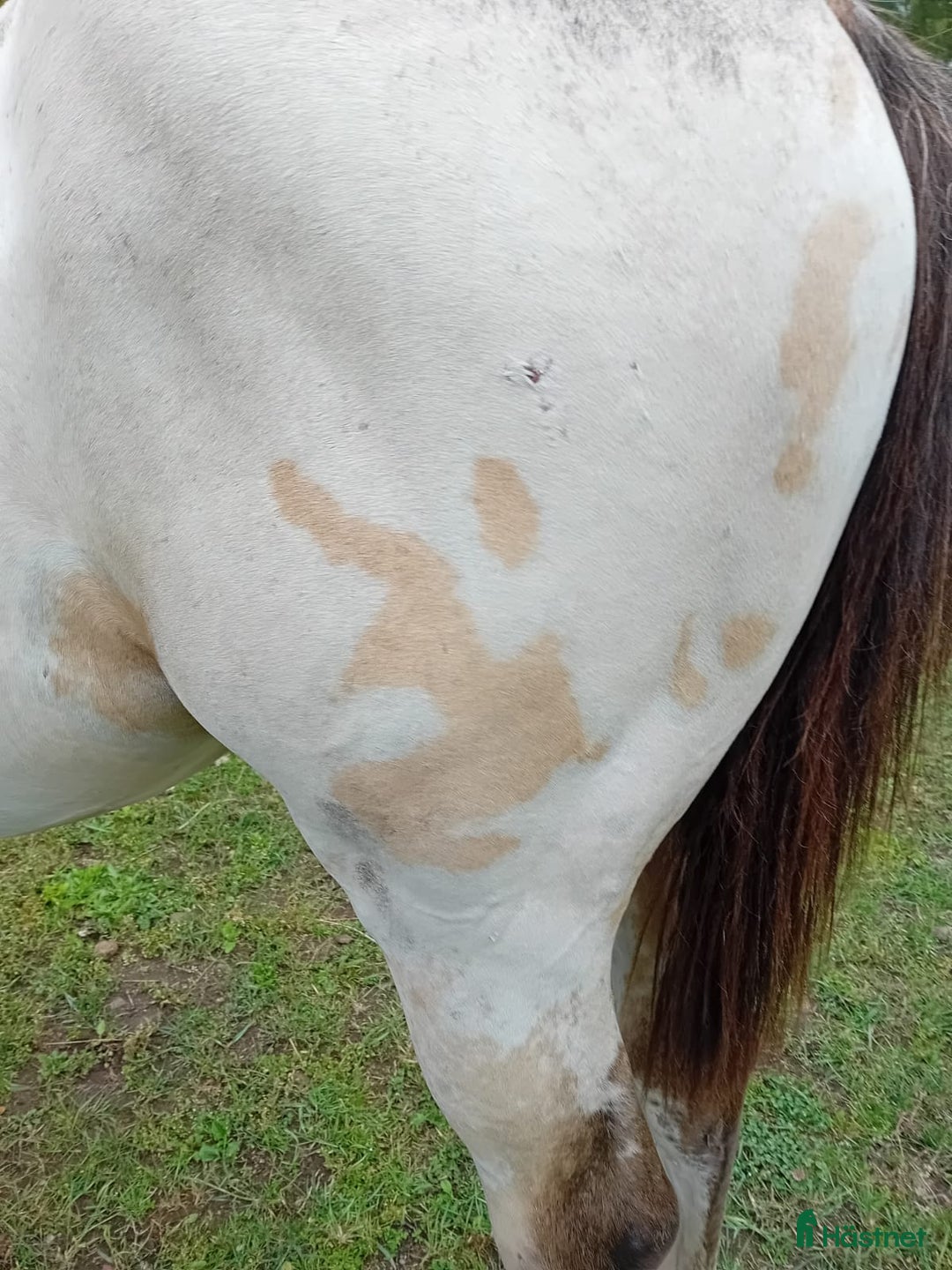 Allround hästar till salu: Appaloosa Colt i Sösdala - Bild 14