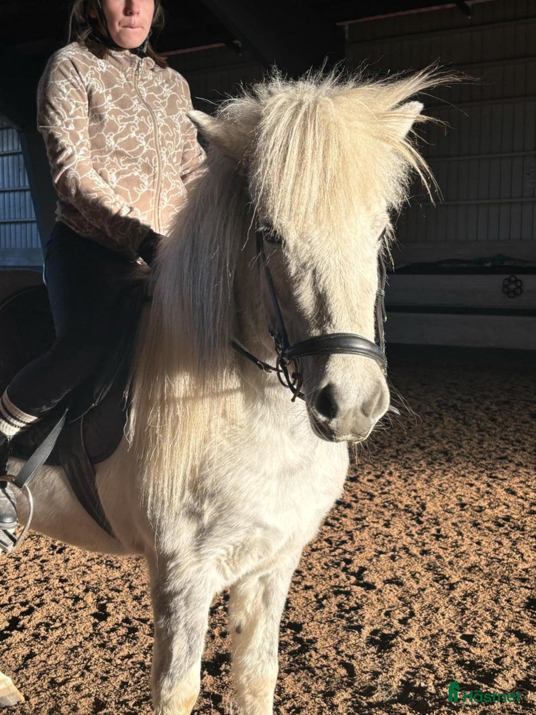 Island hästar till salu: Jara Från Jakobdalsgård i Riddarhyttan - Annons 9