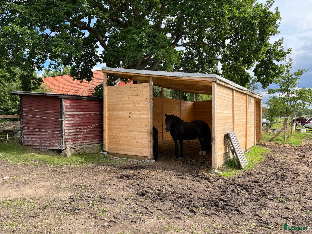  stallplats finnes: Lösdrift Unghingst Valack Sto Norrköping 2500:-  i Norrköping - Annons 7