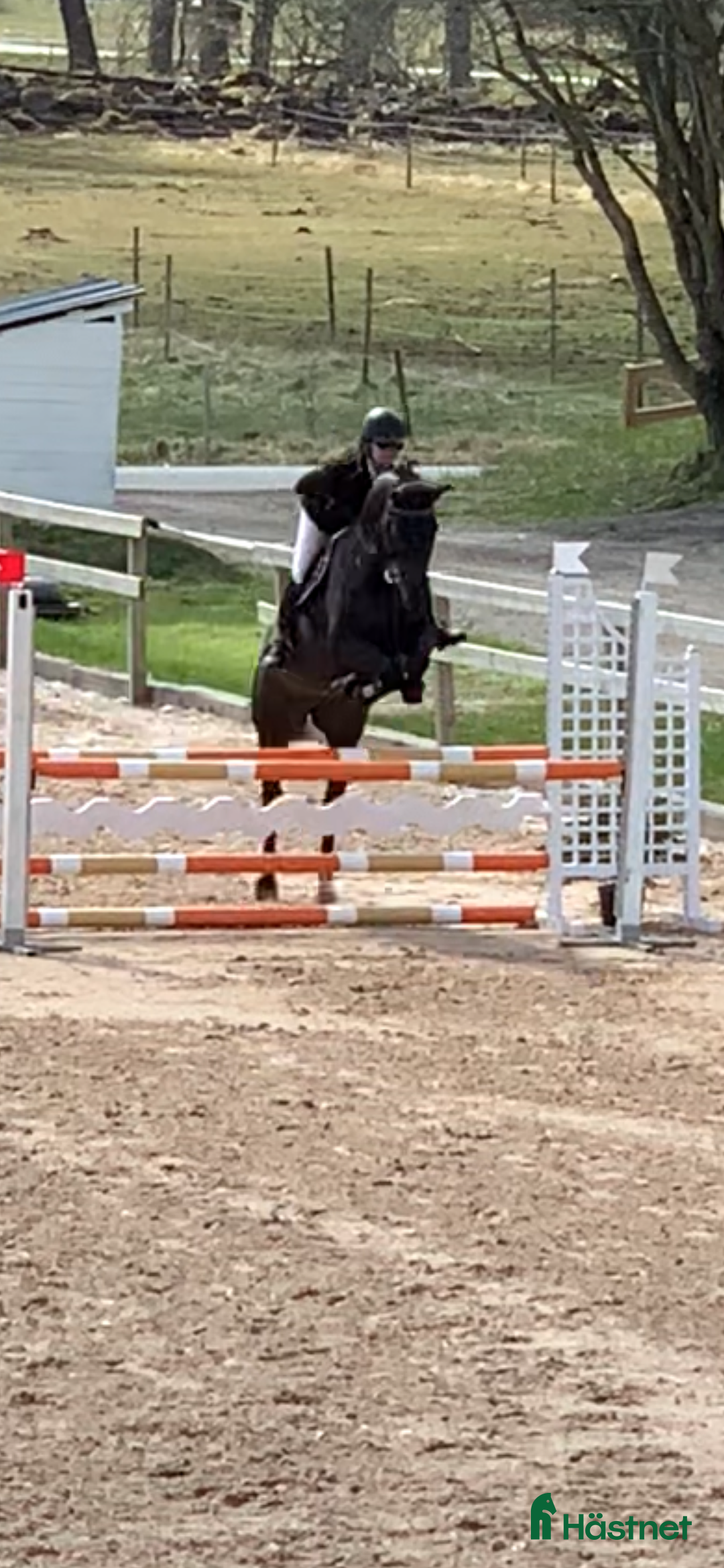 Allround hästar till salu: Fin häst för dressyr eller hoppning  i Ballingslöv - Annons 1