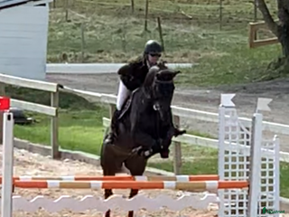 Allround hästar till salu: Fin häst för dressyr eller hoppning i Ballingslöv - Annons 2