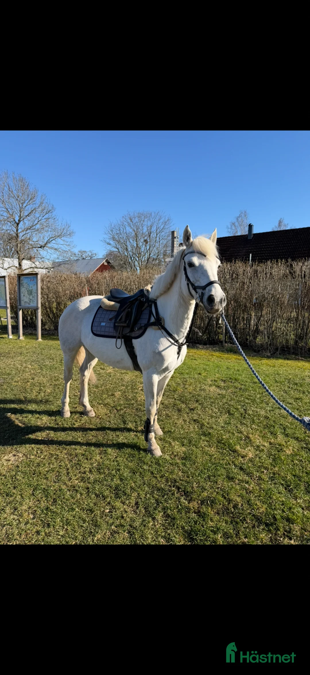 Allround hästar till salu: Fint connemara sto🌟 - Annons 1