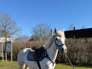 hästar Fint connemara sto🌟 - Annons 3