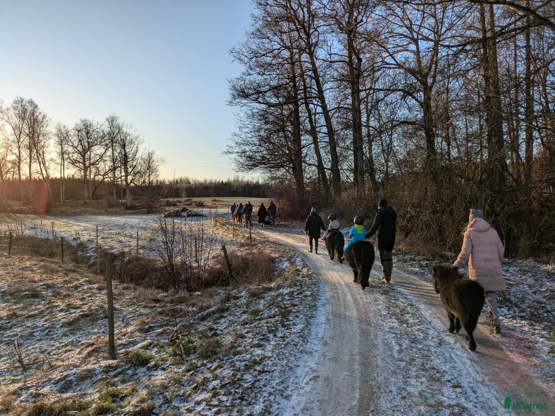 Allround hästar sökes: Ungponny för inkörning att köpa - Annons 1
