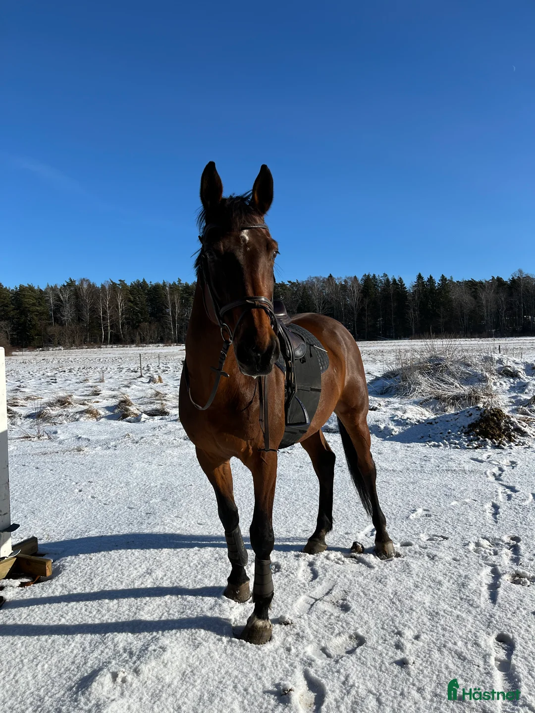 Allround hästar till salu: Läromästare i valfri gren⭐️ - Annons 1