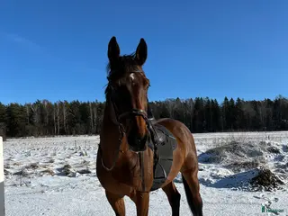 hästar Läromästare i valfri gren⭐️ - Annons 2