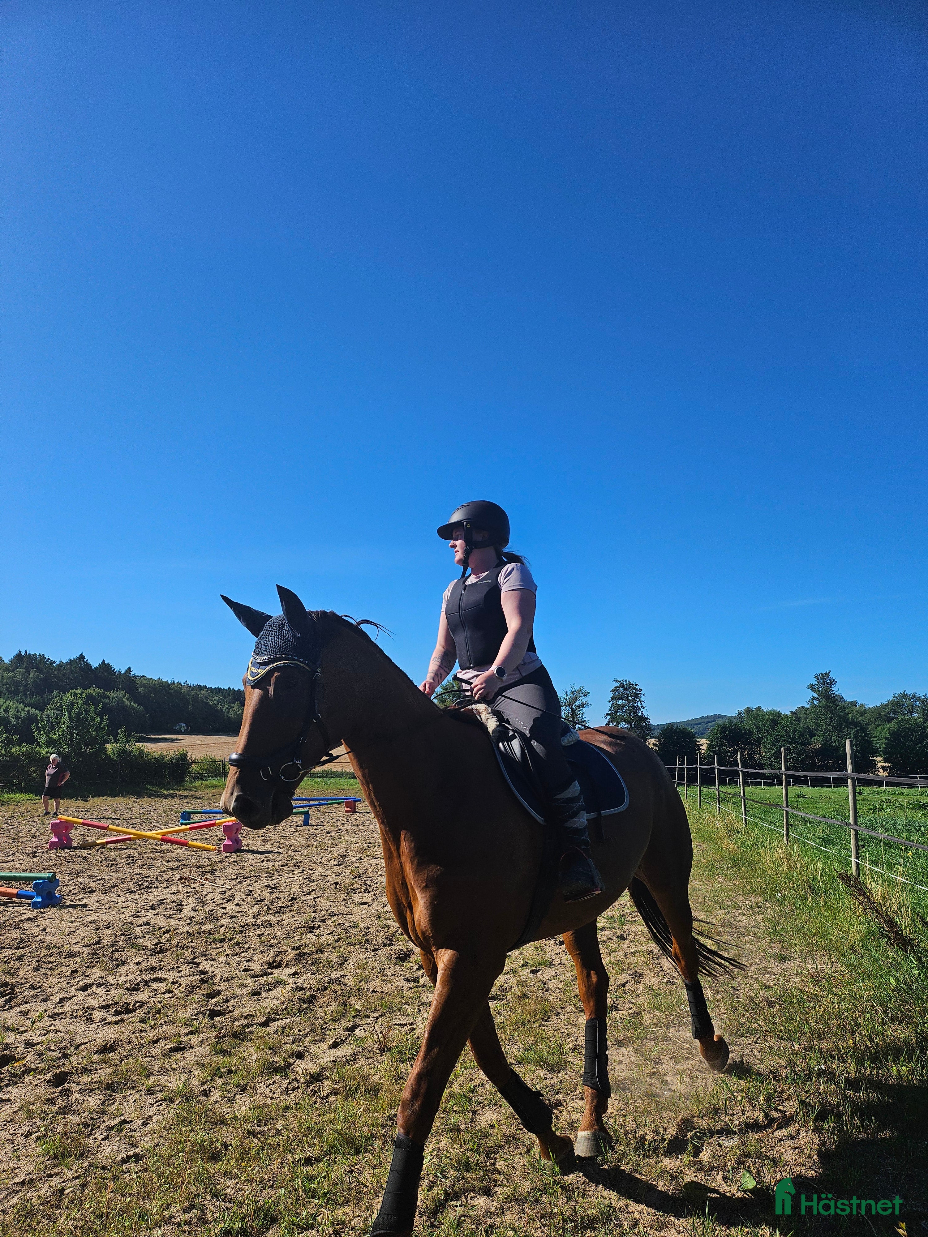  hästar Superhäst söker ryttare - Annons 2