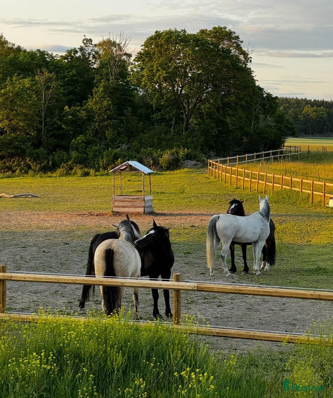  stallplats finnes: Stallplatser lediga i Skokloster – Stall Frista - Annons 2