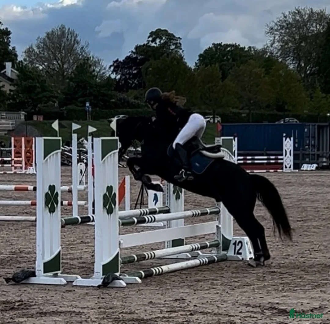 Hoppning hästar till salu: Ponny med härlig personlighet söker ny bästa vän i Malmö - Annons 21