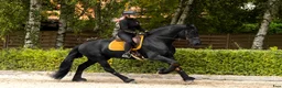 Dressyr hästar till salu: Amazing fresian! Perfect familly horse or sport - Annons 4