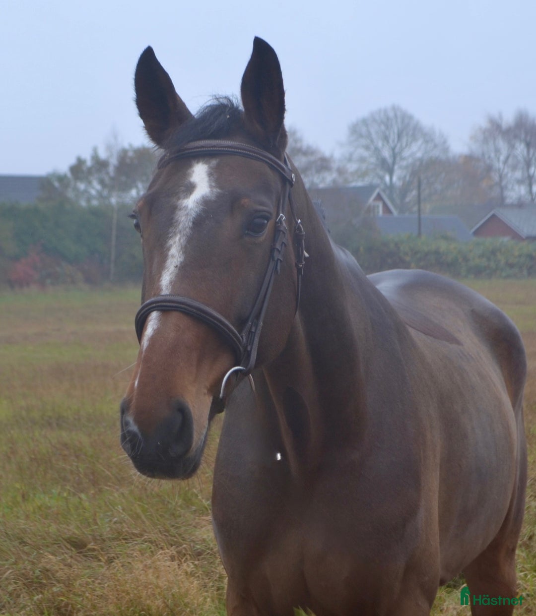 Hoppning hästar till salu: FIN TÄVLINGSHÄST MED TOPP STAM  i Ekeby - Annons 3