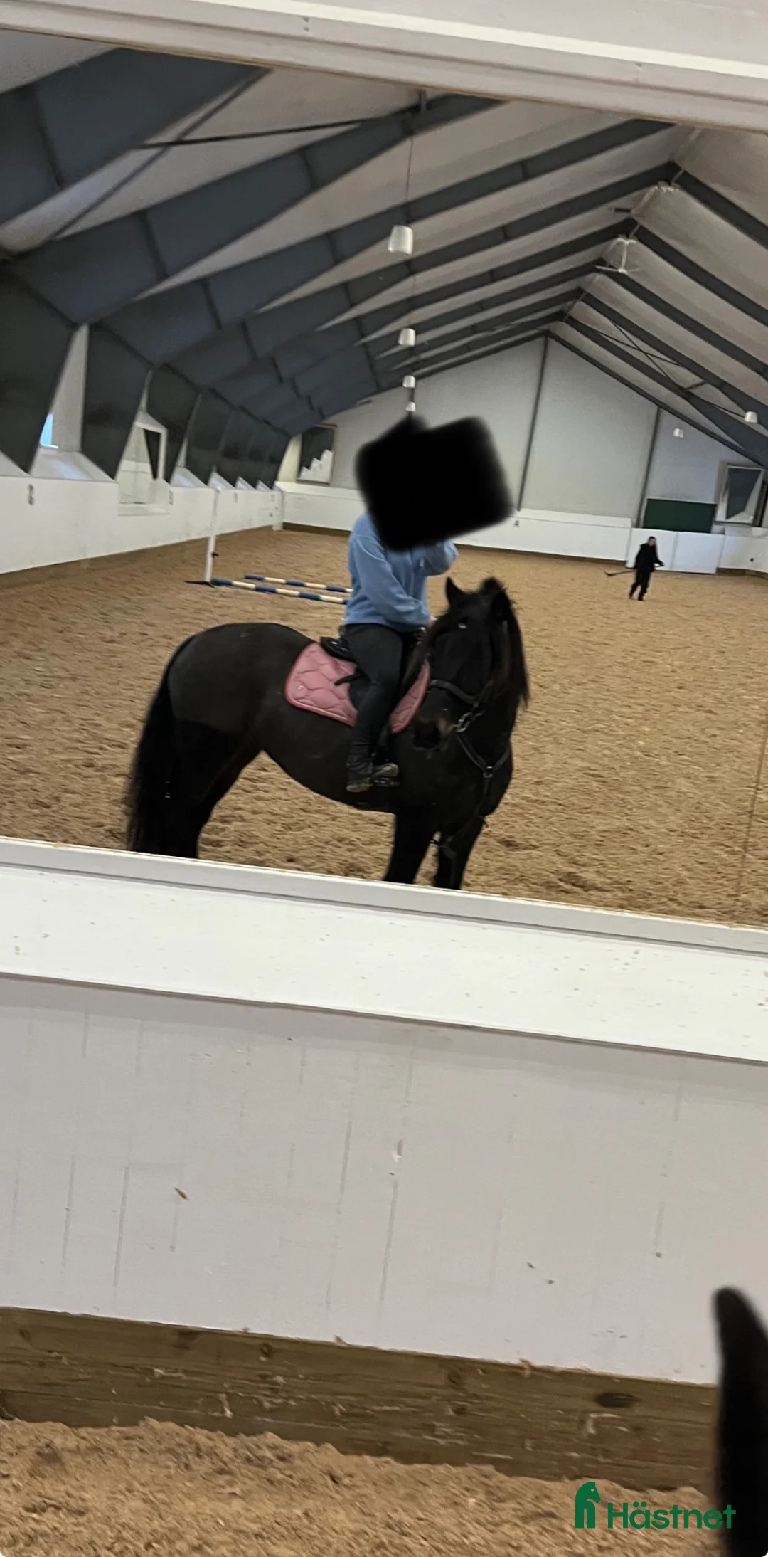 Allround hästar till salu: Värdens bästa kallblod  - Annons 2