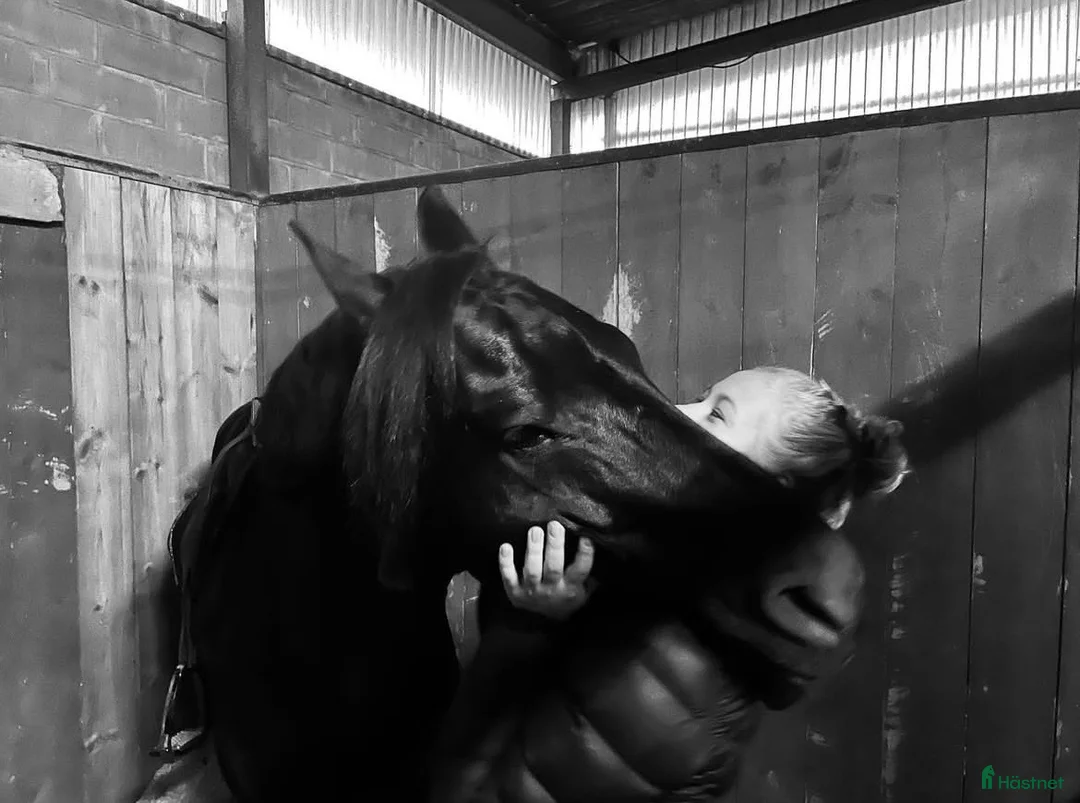 Hoppning hästar till salu: Läromästare och bästa vän!! - Annons 8