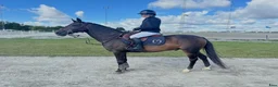 Hoppning hästar till salu: Erfaren D-ponny med vinster upp till 110 cm - Annons 1