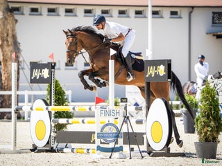 hästar 5yo gelding by Zinedream, brother to 1.60 jumper i Malmö - Annons 5