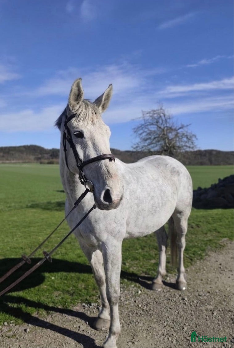  hästar Trevlig allroundhäst BVSA  - Annons 2