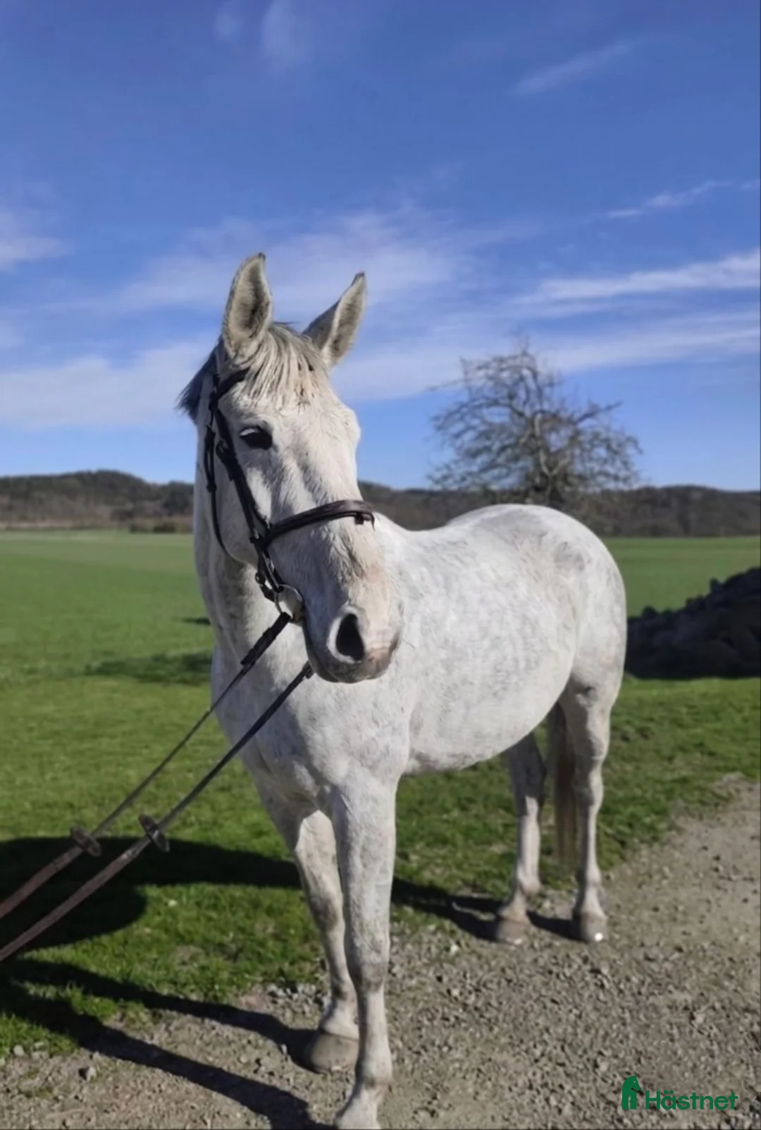 Allround hästar till salu: Trevlig allroundhäst BVSA  - Annons 1