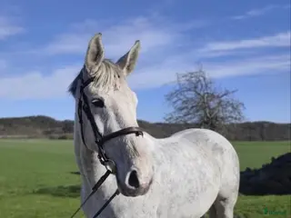 hästar Trevlig allroundhäst BVSA - Annons 15