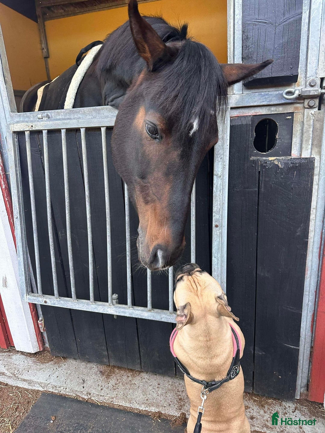 Allround hästar till salu: Underbar D-ponny söker nytt hem i Tyresö - Annons 2