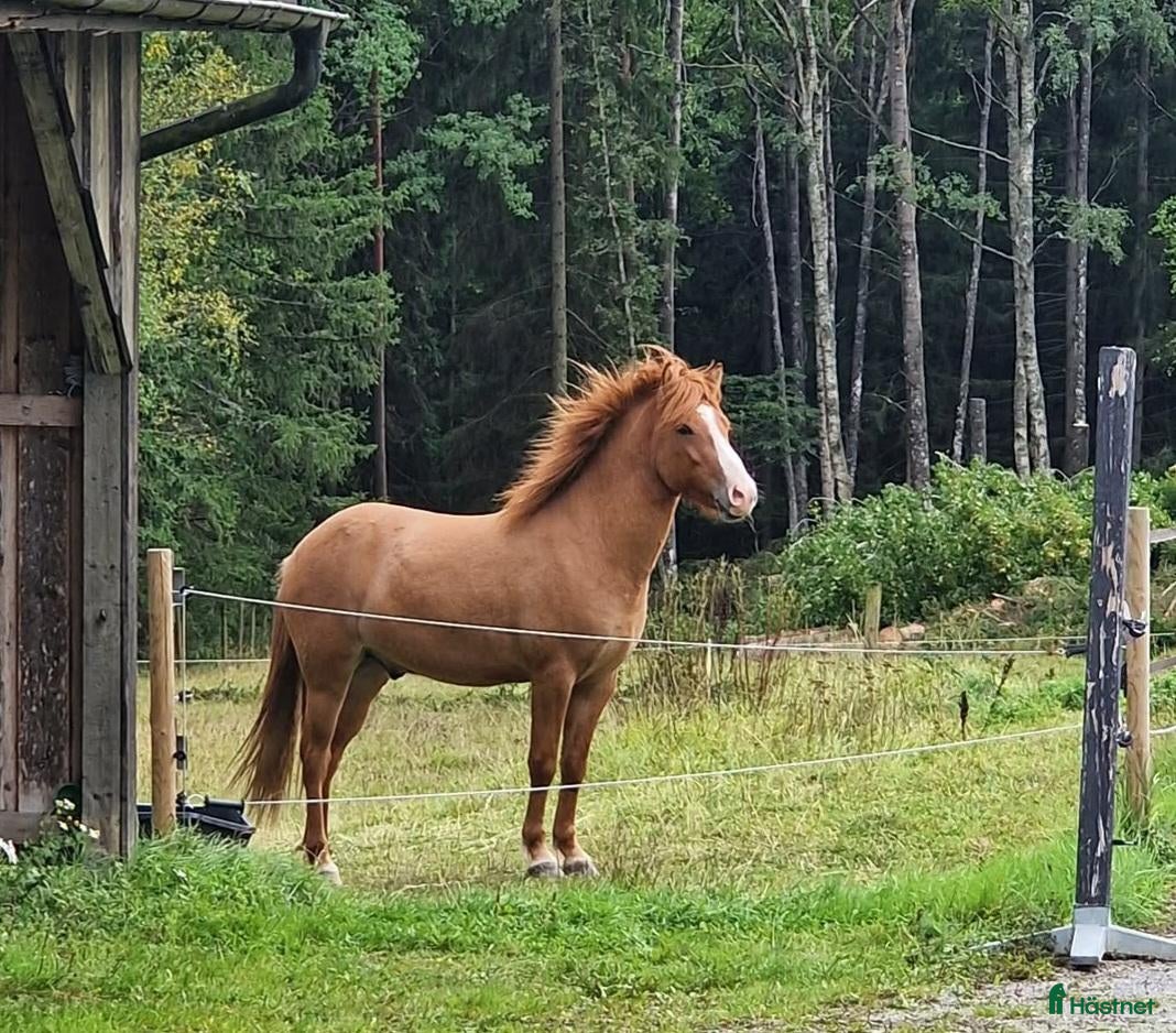  hästar Lovande, mjuk och nyfiken. - Annons 1