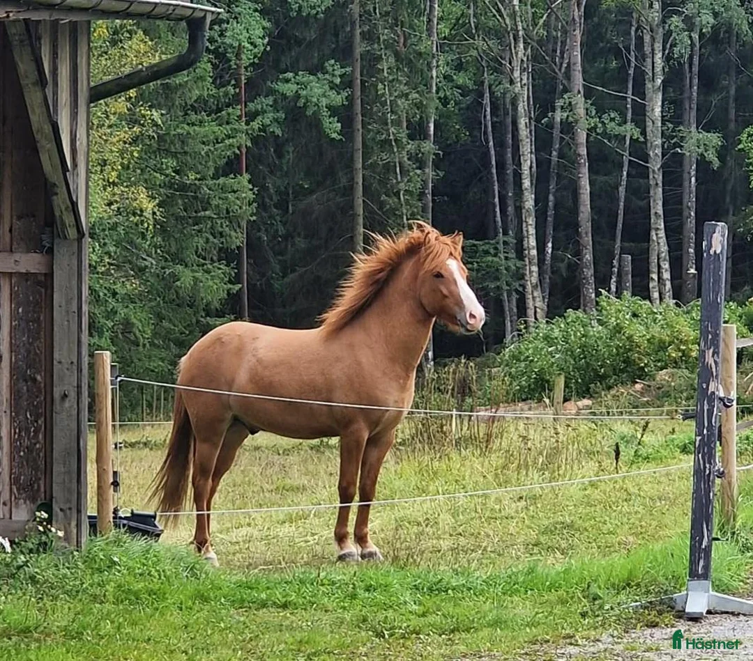 Island hästar till salu: Lovande, mjuk och nyfiken. i Vagnhärad - Annons 1