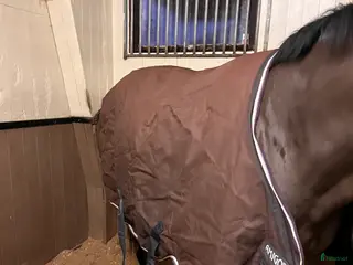 Täcken hästutrustning Horseware utetäcke 300 g i Söderby - Annons 19