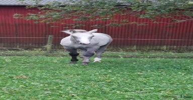  hästar i Onslunda - Annons 2