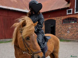 medryttarhäst sökes: Medryttare med fokus på mjuk och lugn uteridning - Annons 5