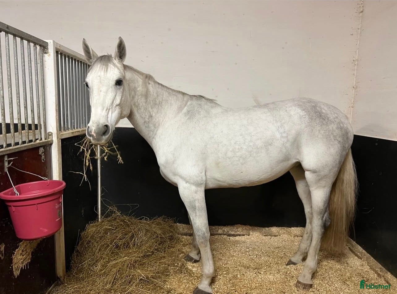  hästar Avelssto med stark stostam - Annons 1