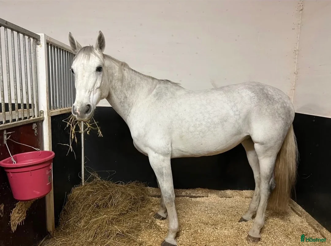 Avelshästar hästar till salu: Avelssto med stark stostam i Hörnefors - Annons 1