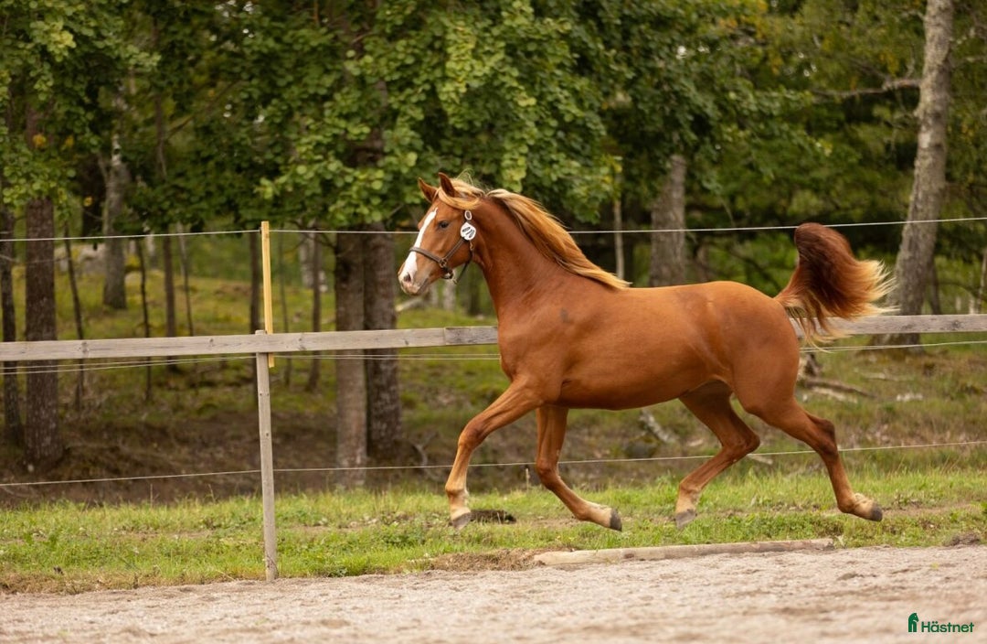 Övrigt hästar till salu: Multitalang i Söderköping - Annons 4