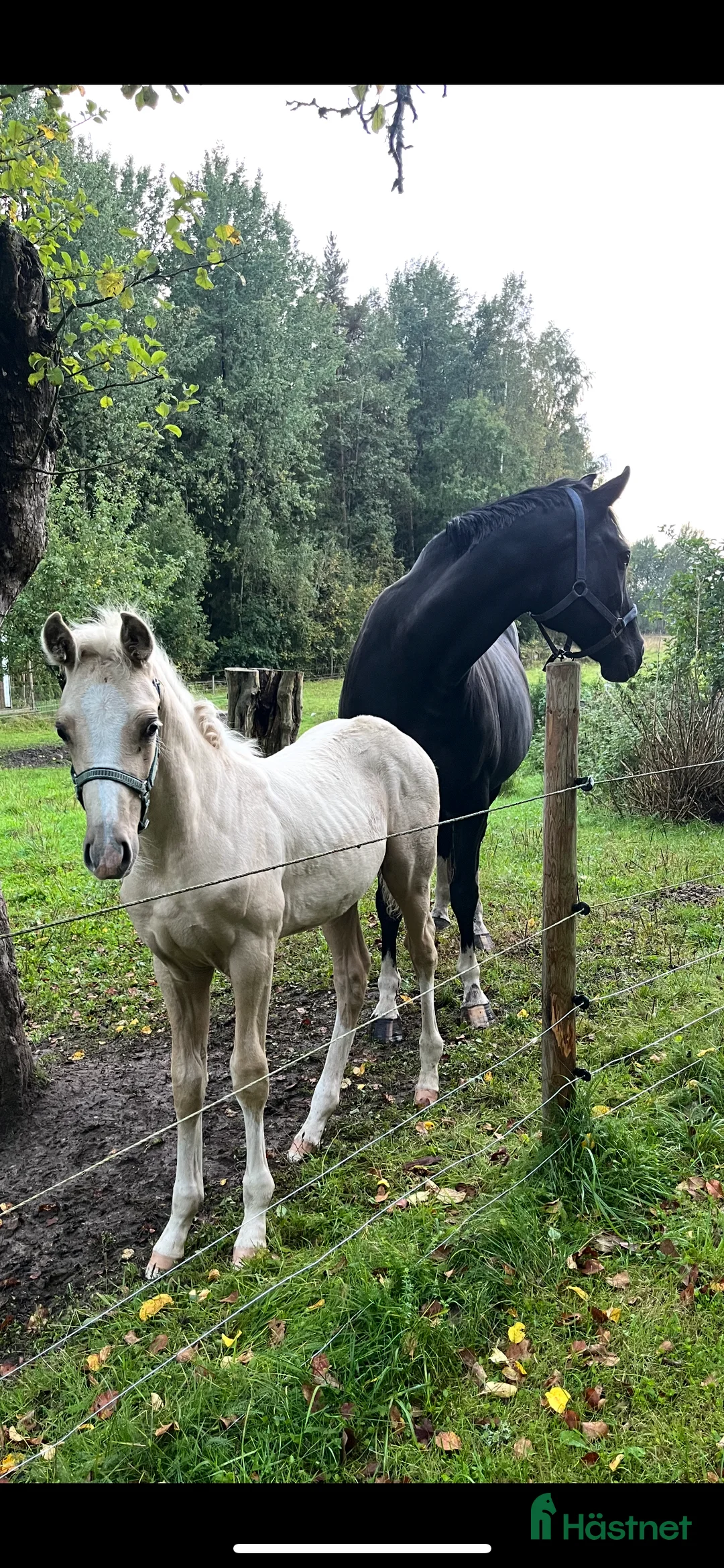 Allround hästar till salu: Fint sto säljes eller utlånas  i Örebro - Annons 3