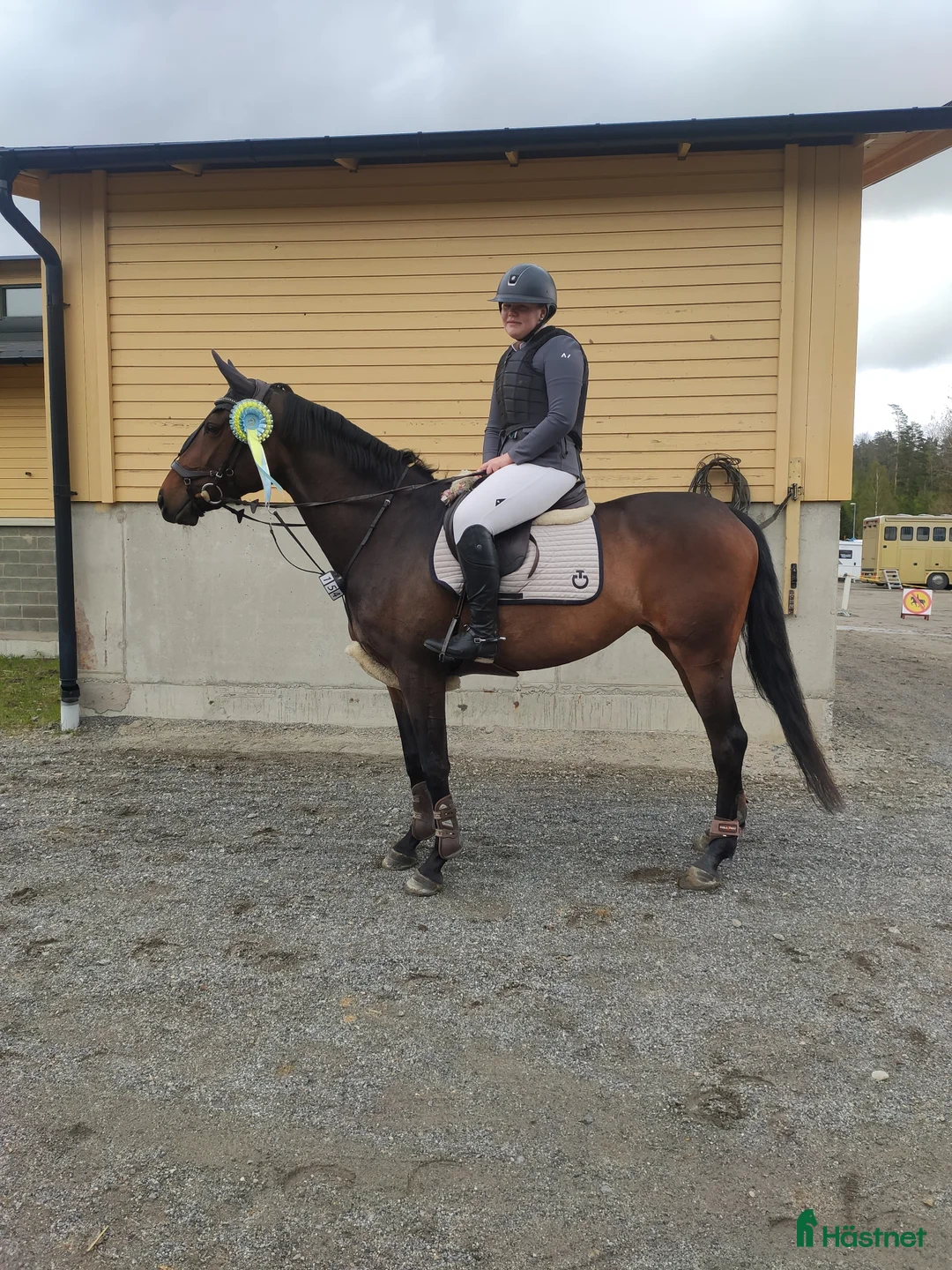 Allround hästar till salu:  Sansa (swb) - Annons 2