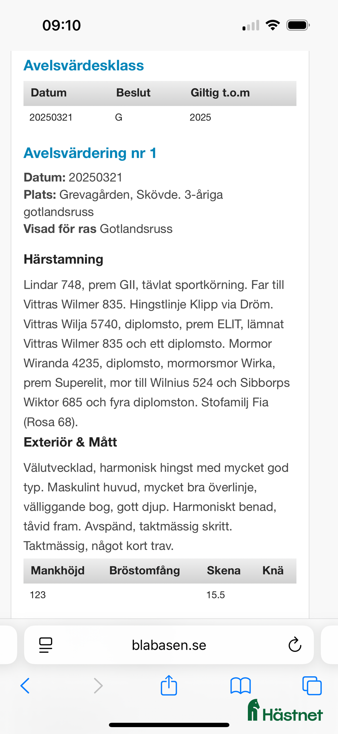 Allround hästar till salu: Energisk och positiv russhingst i Vårgårda - Annons 6