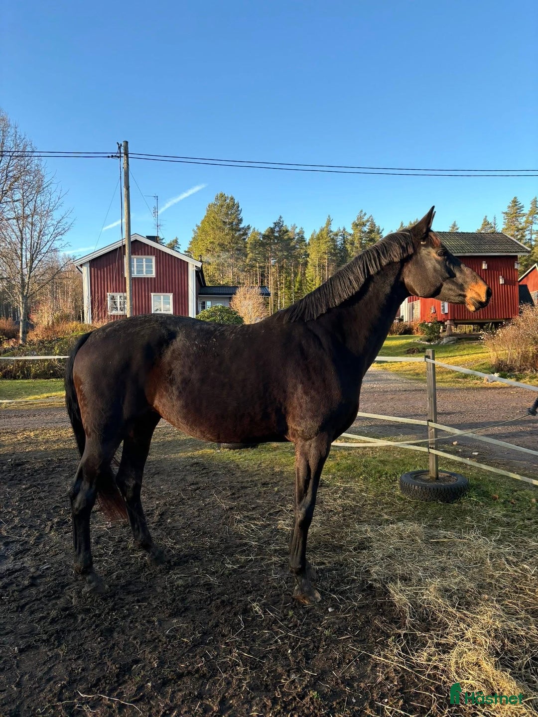 Avelshästar hästar till salu: Komplett avelsto e: Fürstenball i Årjäng - Annons 3